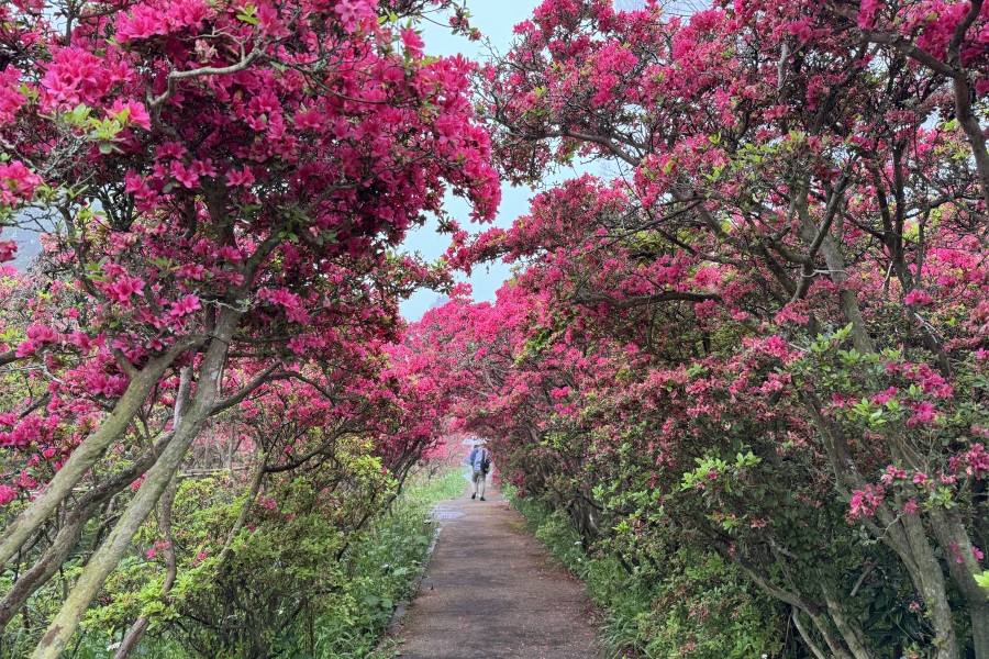 つつじトンネル