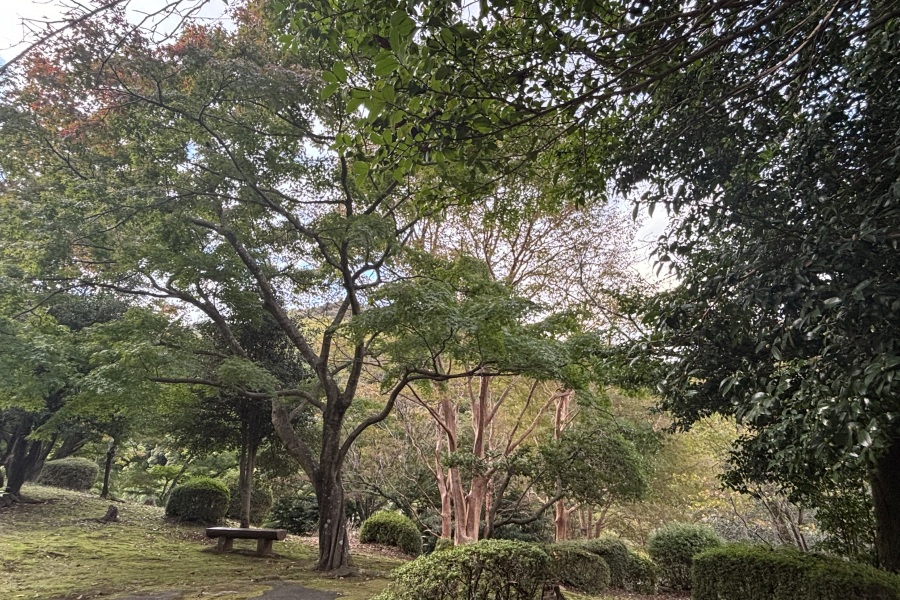 丸山公園３