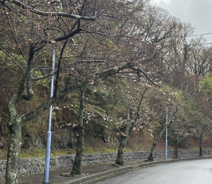 伊豆高原桜並木