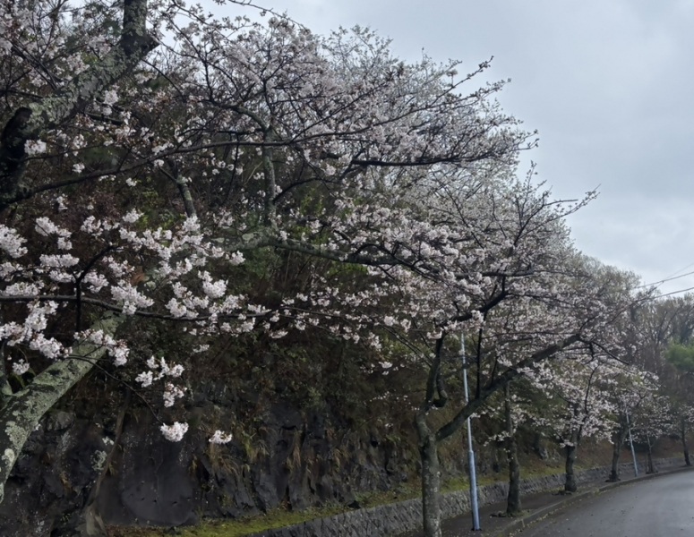 伊豆高原桜並木