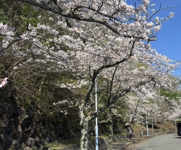 伊豆高原桜並木