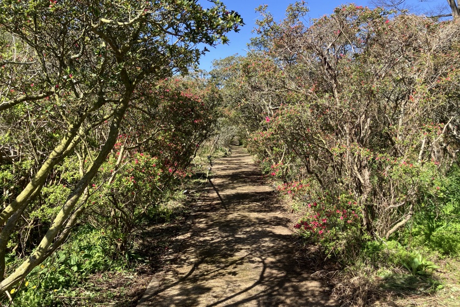 つつじトンネル