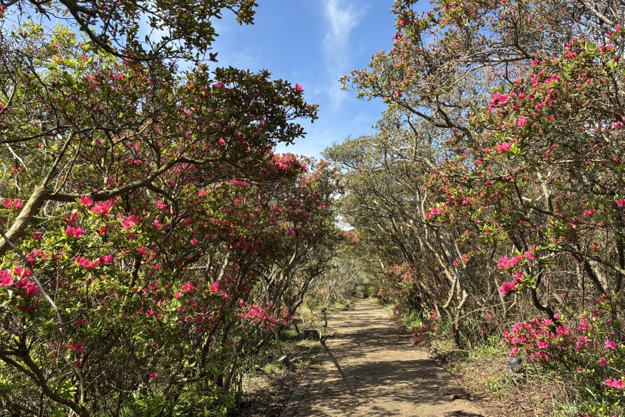 つつじトンネル