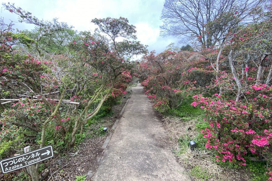 つつじトンネル