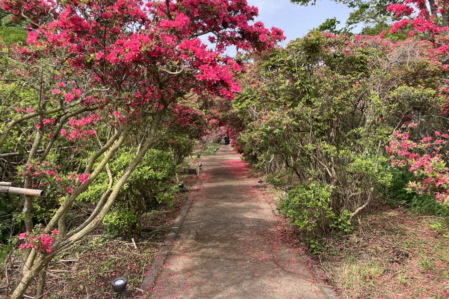 つつじトンネル