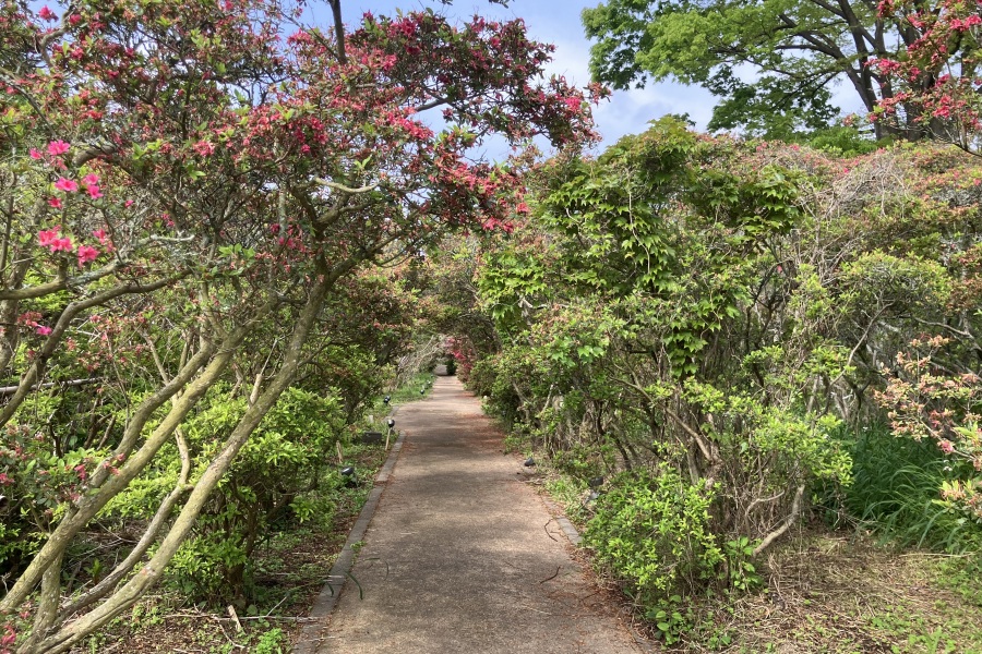 つつじトンネル