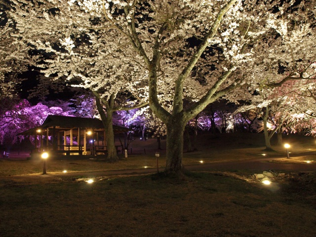夜桜のライトアップ1
