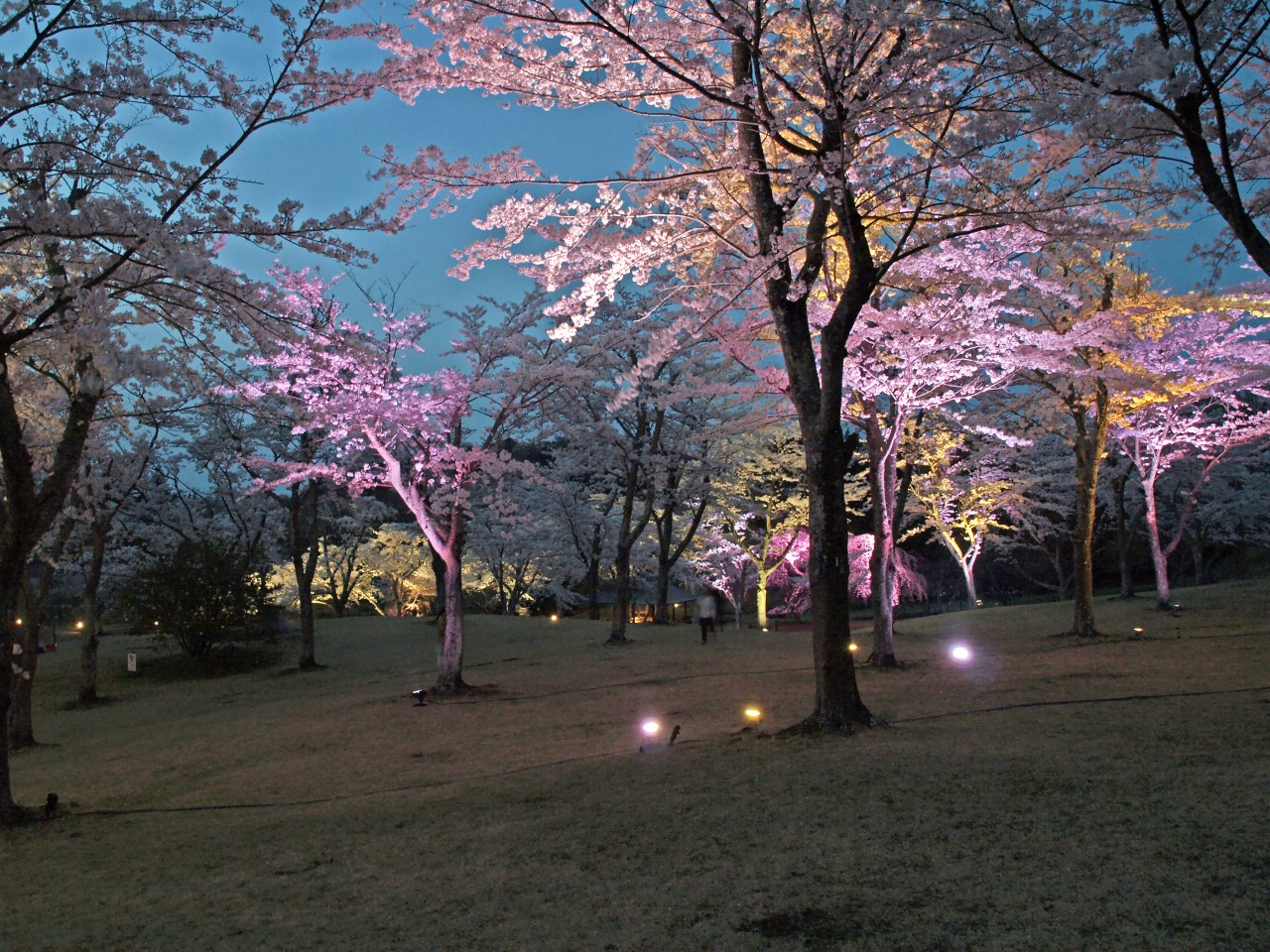 夜桜のライトアップ4