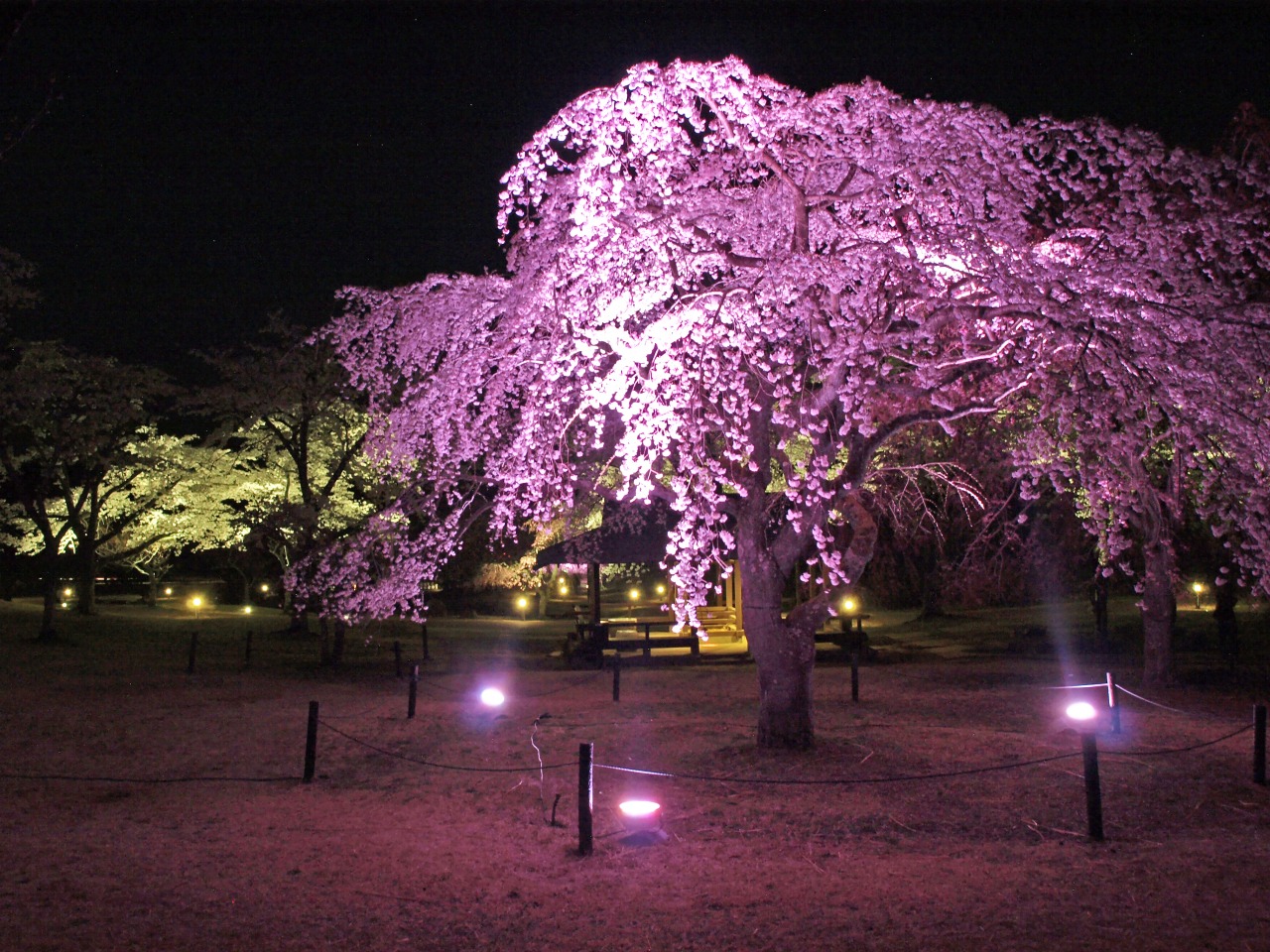 夜桜のライトアップ6