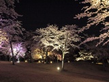 夜桜のライトアップ7