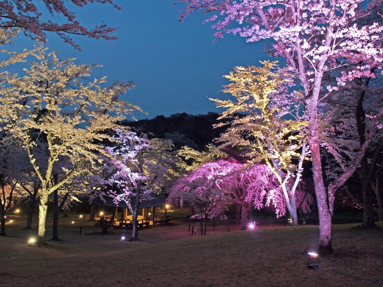 夜桜のライトアップ8