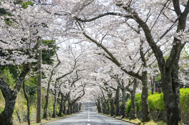 伊豆高原桜まつり