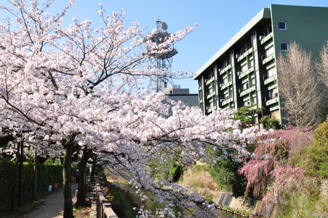 春の松川遊歩道
