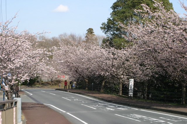 桜並木３